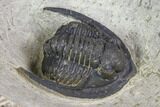 Diademaproetus Trilobite - Foum Zguid, Morocco #85957-3